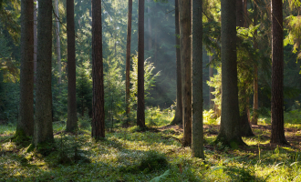 forest
